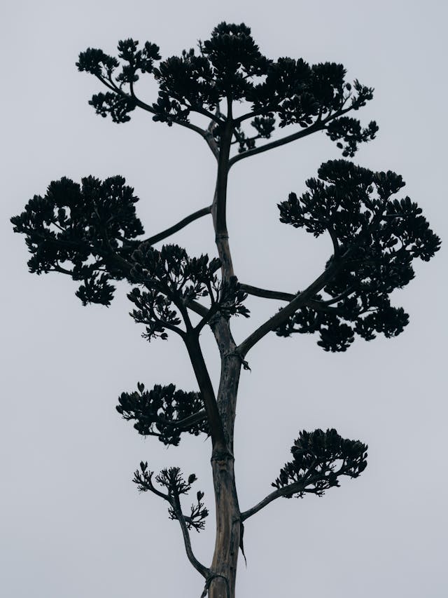 Ominous Tree